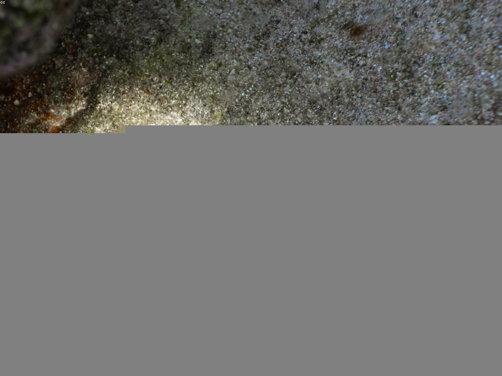 យុទ្ធសាស្ត្រលេង: ការបង្កើតភាពស្រលាញ់ក្នុងការលេង